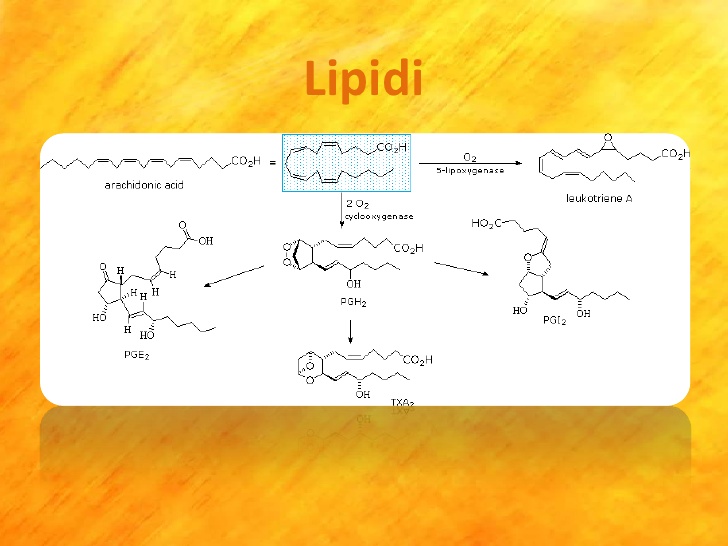 formula lipida